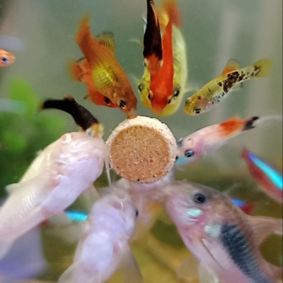 Household Appliance Shop Utilities