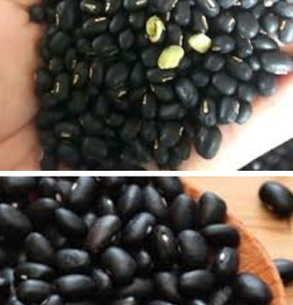 Đậu đen xanh lòng nhà trồng là sản phẩm được trồng và chăm sóc trong điều kiện tự nhiên, cho ra các hạt đậu đen màu xanh lá cây. Xem các hình ảnh đậu đen xanh lòng nhà trồng để thưởng thức vẻ đẹp tự nhiên của loại đậu này.