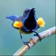 Shop Cám Chim Cảnh