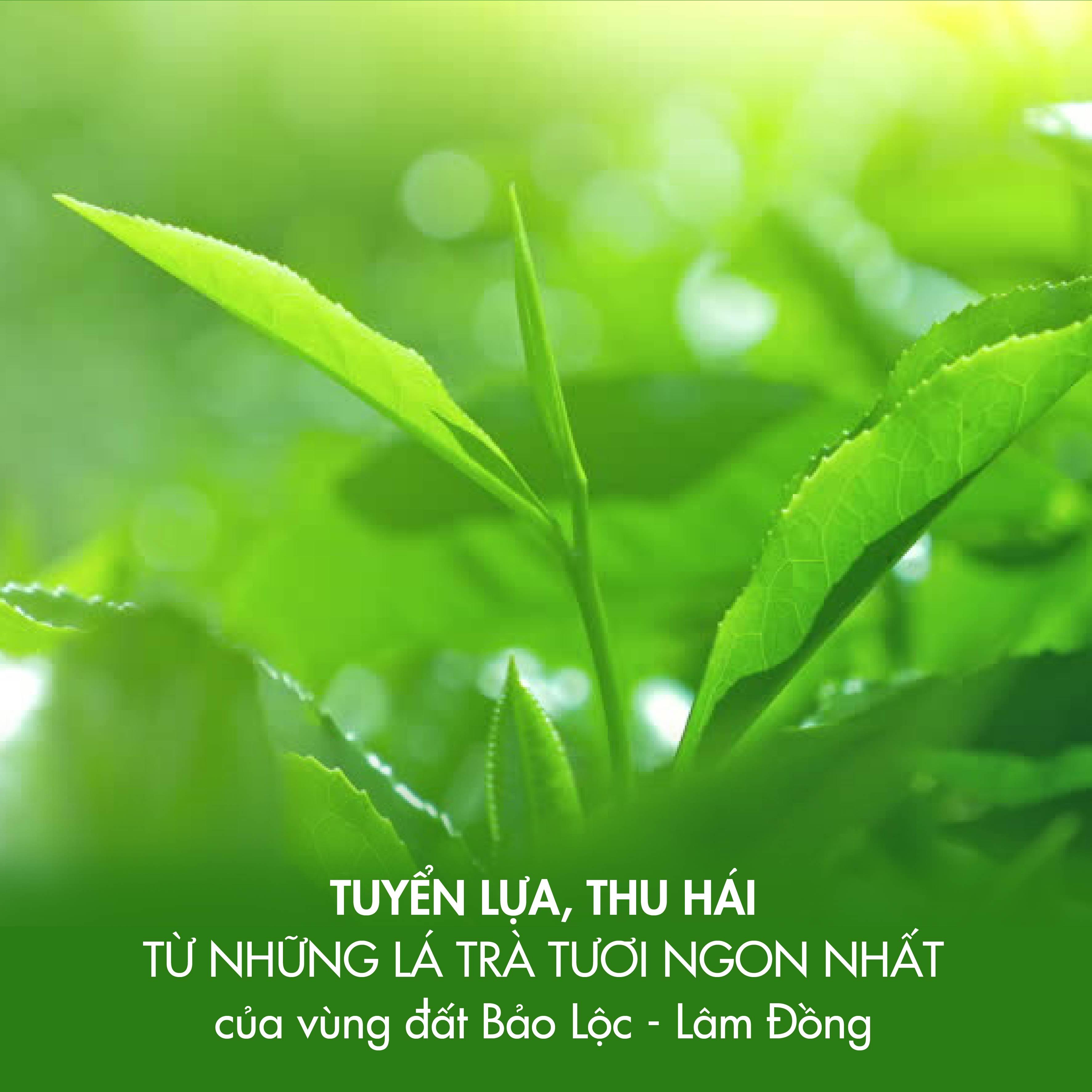 Trà đen viên chuyên dùng pha chế trà sữa truyền thống, trà trái cây, đậm trà, sắc nước nâu đỏ bắt mắt - 100G Dotea B471