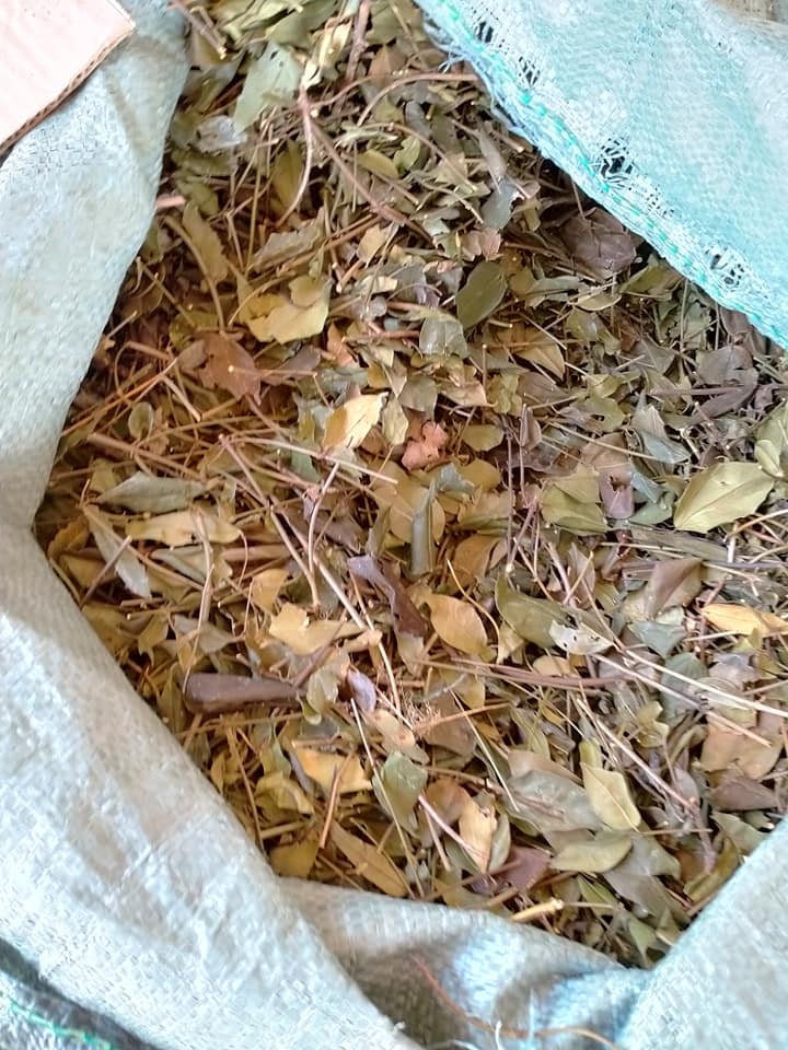 Lá chè vằng phơi khô Chè Vằng Sẻ Quảng Trị Chè vằng giảm cân