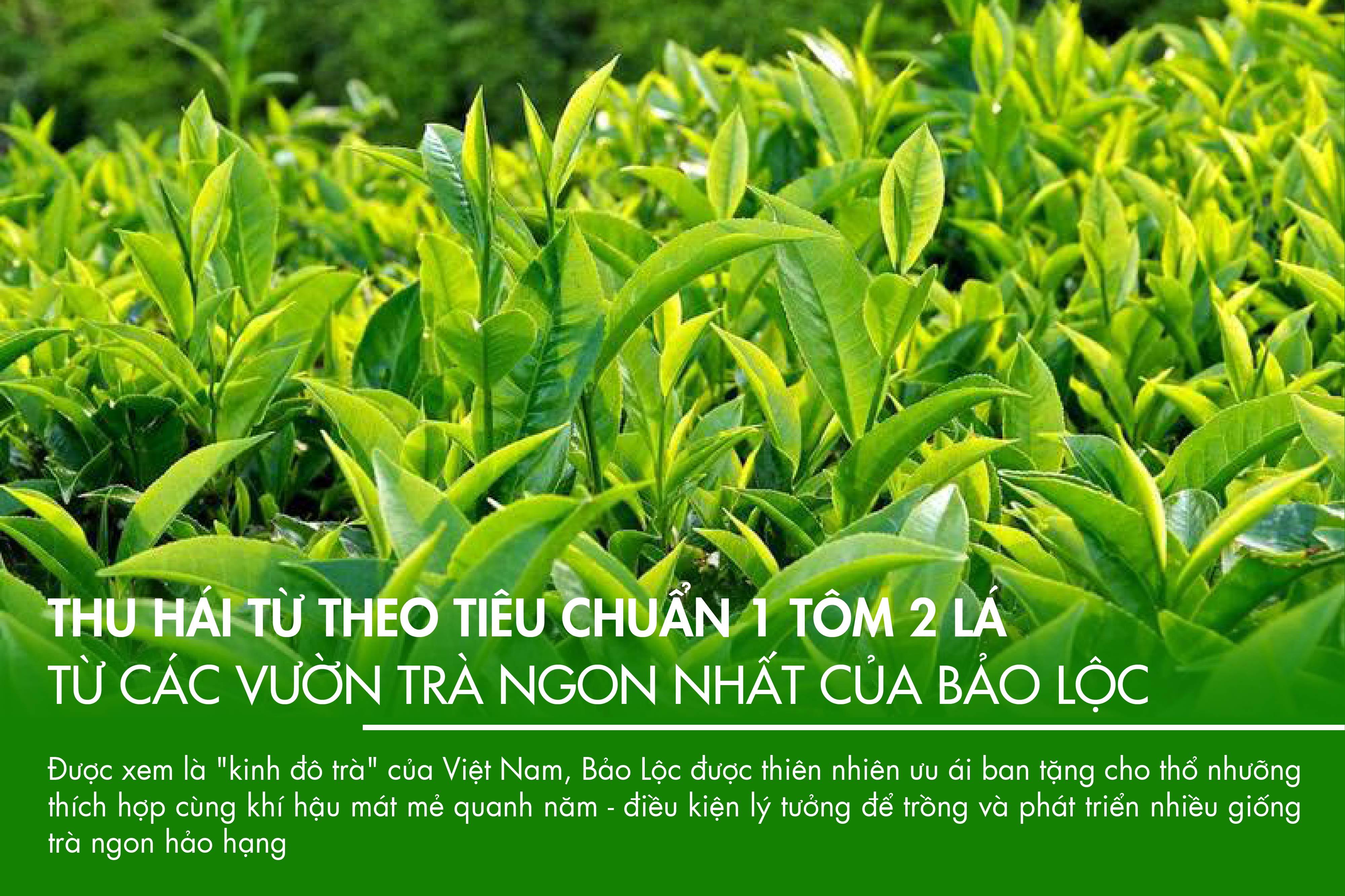 Hồng trà pha chế trà sữa - Gói 100gam trà đen truyền thống B552 Dotea - Chát đặc, hậu ngọt (HỎA TỐC)