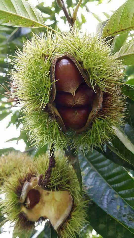 HẠT DẺ NGON Hạt Dẻ tươi sống chế biến các món ăn ngon dinh dưỡng. Đồ ăn vặt