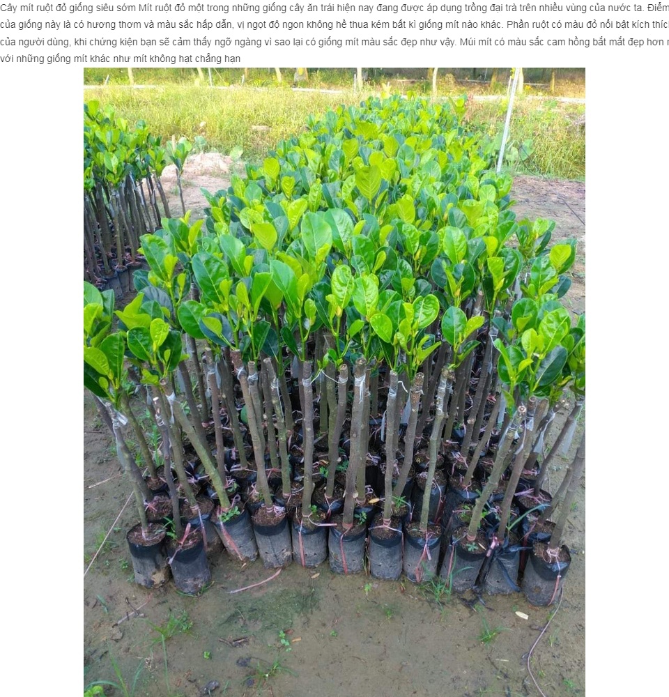 FREESHIP MAX -CÂY GIỐNG MÍT RUỘT ĐỎ ( CÂY GHÉP CHO TRÁI SIÊU SỚM) (được kiểm tra )