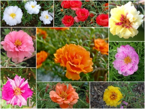 Gói 100 hạt giống hoa mười giờ mix