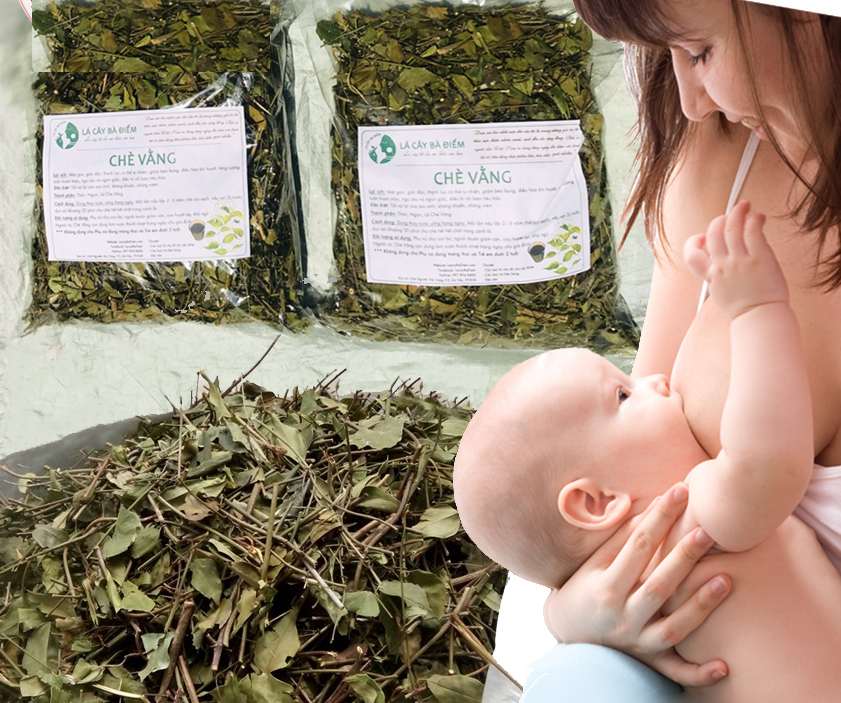 Lá chè vằng phơi khô Chè Vằng Sẻ Quảng Trị Chè vằng giảm cân