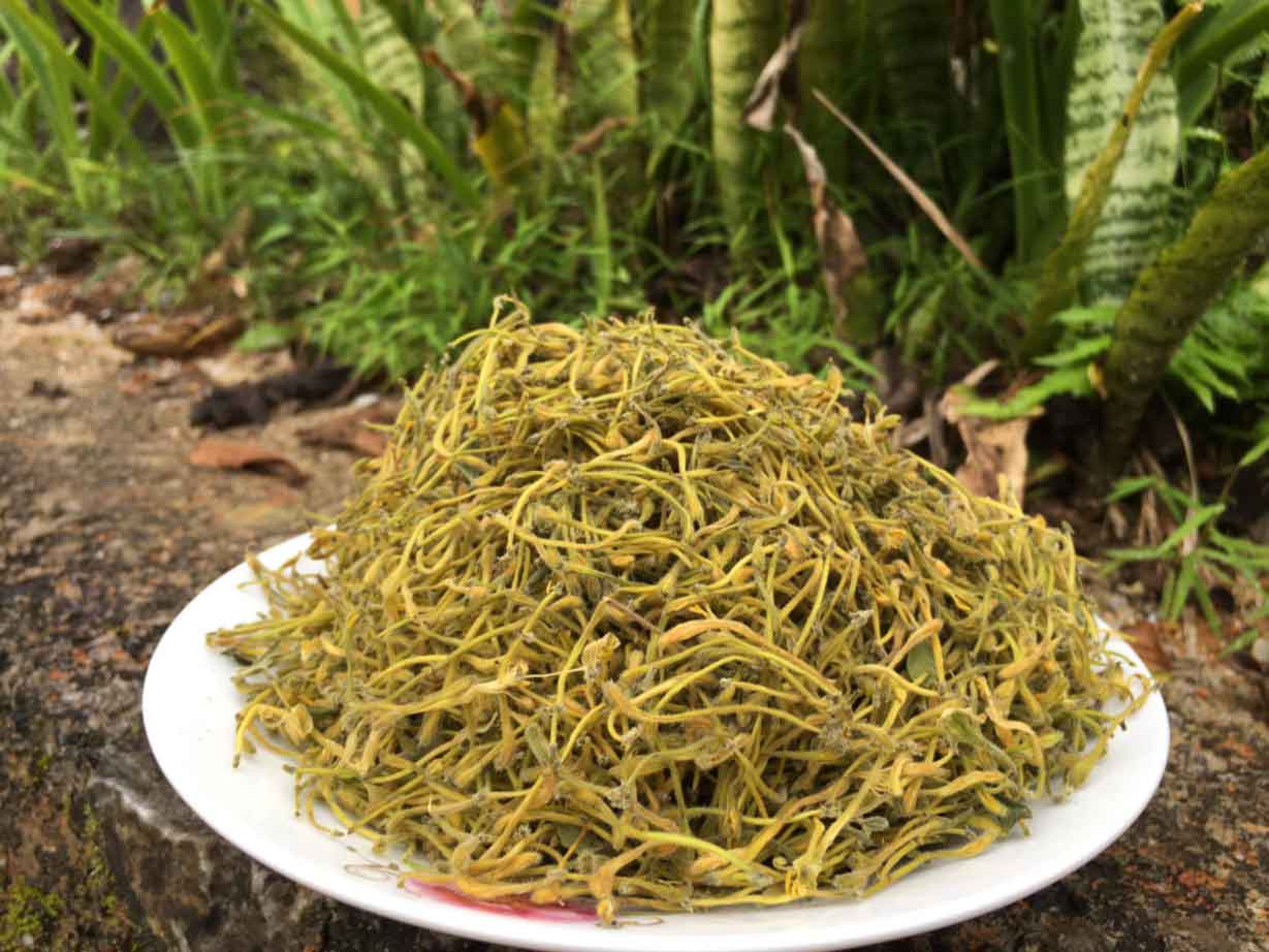 Trà Kim ngân hoa - Kháng sinh tự nhiên từ thực vật, giúp lợi tiểu và thải độc.