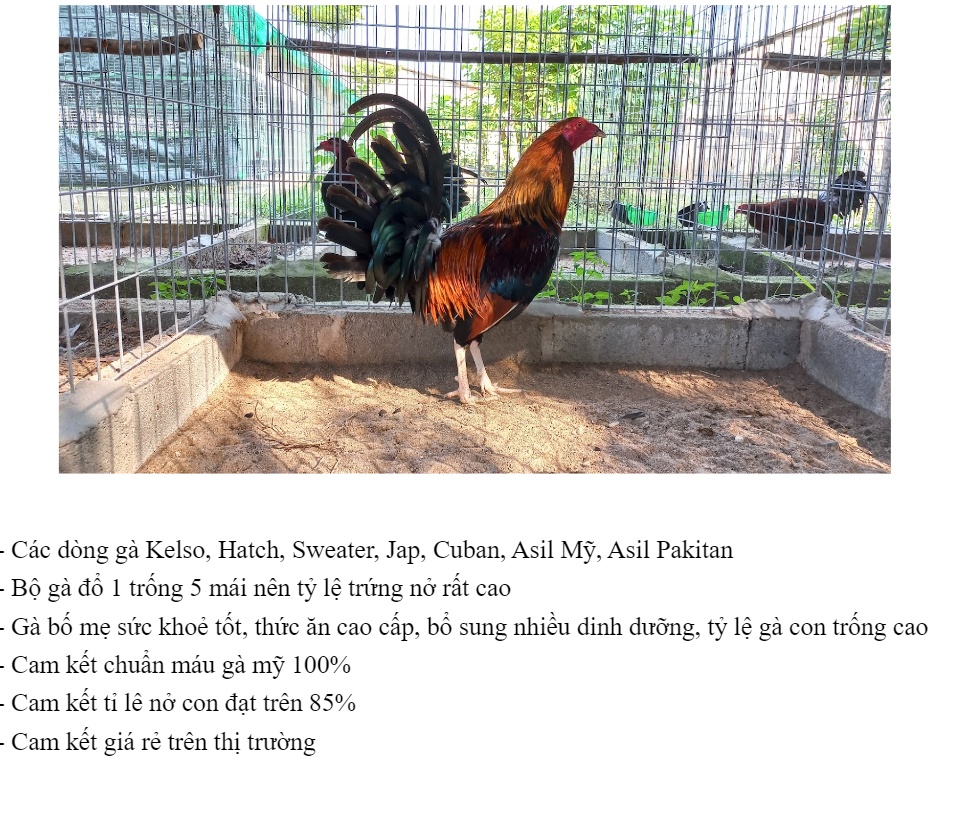 5 Trứng Gà Mỹ Kelso Ấp Nở Bao Đạt Cồ Trên 90% - Trại Gà Minh Trí - Trùm Gà  Mỹ Giá Rẻ | Lazada.Vn