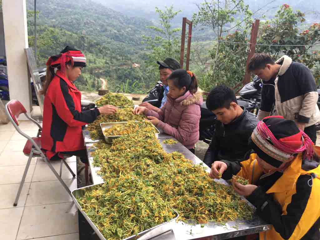 Trà Kim ngân hoa - Kháng sinh tự nhiên từ thực vật, giúp lợi tiểu và thải độc.