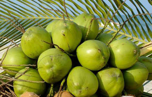 Nước màu dừa(nước hàng dừa) nguyên chất kho cá thịt Bến Tre loại ngon 450G