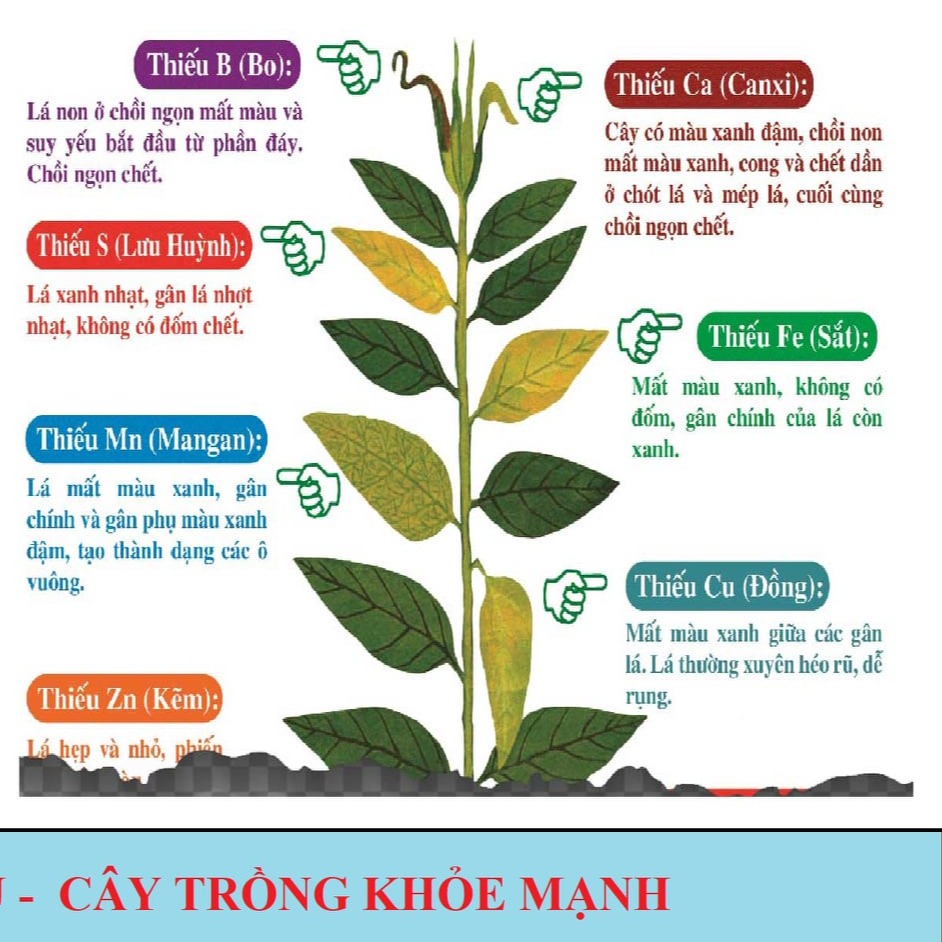 Phân Bón Thuốc Bảo Vệ Thực Vật ĐĂNG KHOA