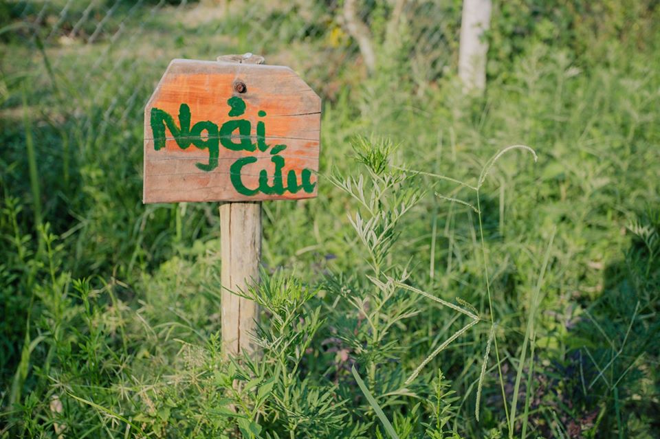 Bột rau má nguyên chất Mẹ Ken 100 gr