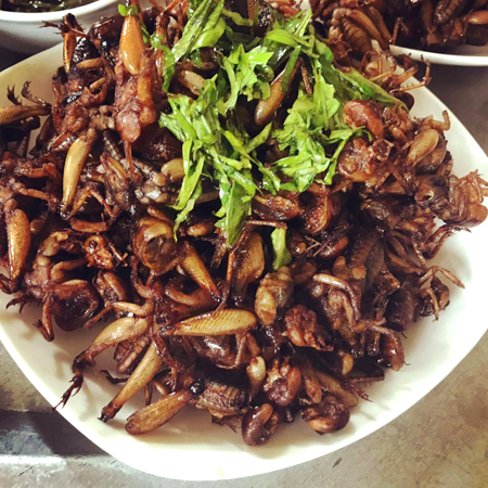 Dế Sữa Rang Muối Hoa Mặt Trời - Thực phẩm Sấy Khô thơm ngon Làm Đồ Nhậu Túi 60g