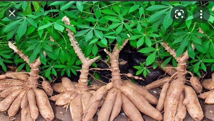 KHOAI MÌ ( Sắn) DẺO RUỘT VÀNG ,1kg giao nhanh an toàn tp hcm