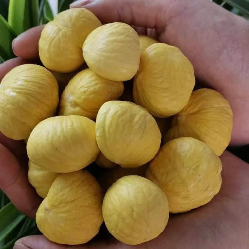 HẠT DẺ NGON Hạt Dẻ tươi sống chế biến các món ăn ngon dinh dưỡng. Đồ ăn vặt