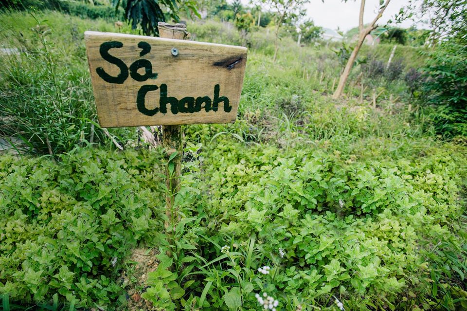 Bột rau má nguyên chất Mẹ Ken 100 gr