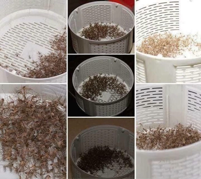 Máy bắt muỗi thông minh, đèn bắt muỗi, bắt côn trùng công nghệ Nhật bản, hình trụ, đầu cắm cổng USB, , đèn bắt mỗi điện quang cao cấp an toàn.