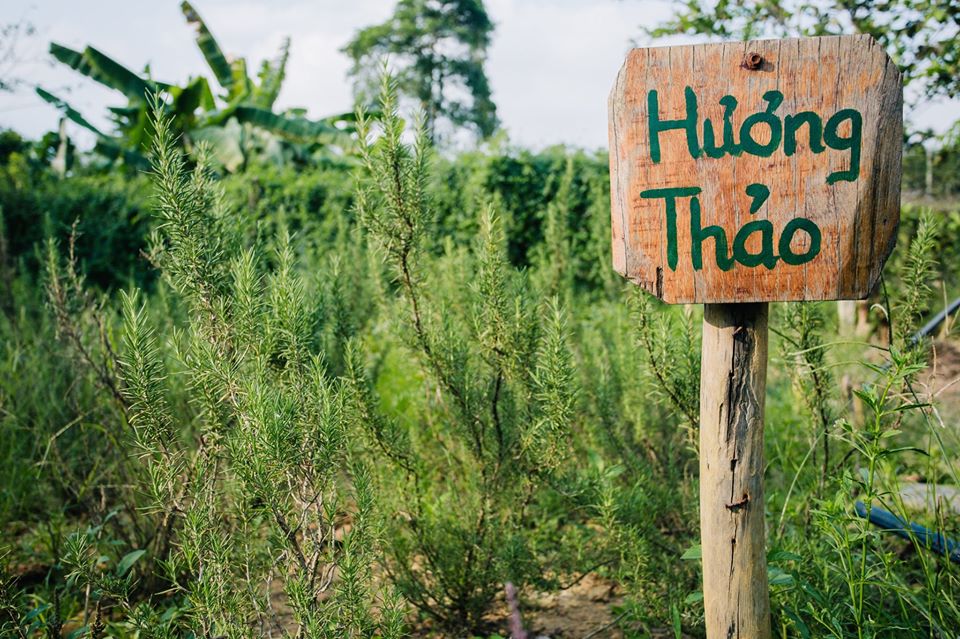 Bột rau má nguyên chất Mẹ Ken 100 gr