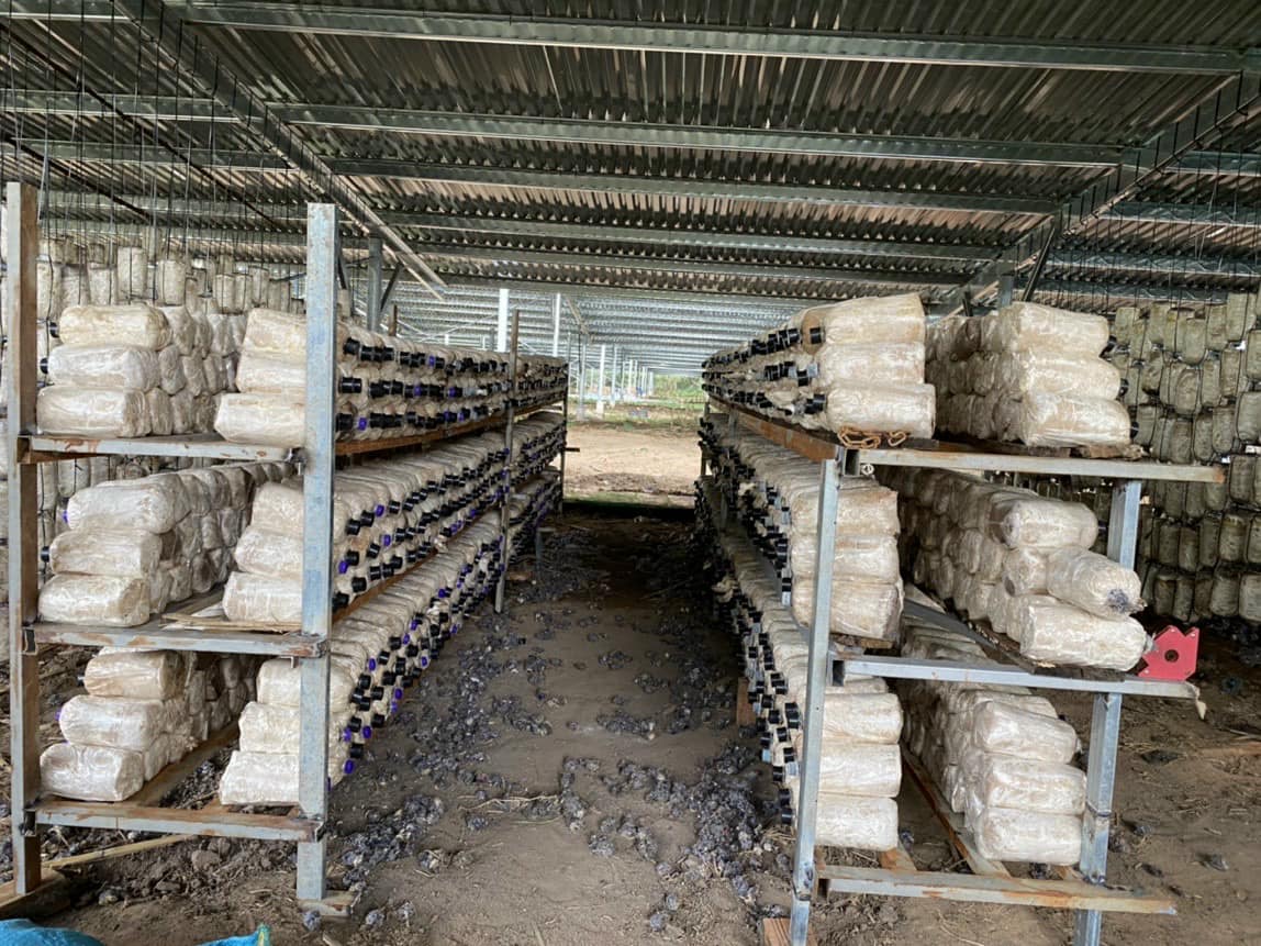 phôi nấm bào ngư xám đã ủ kín tơ (mua 10 tặng 1)