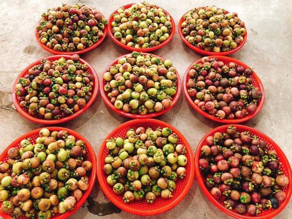 MĂNG CỤT Lái Thiêu đầu mùa tươi ngon chín đều không bị chai -1kg - Giao nhanh khu vực TP.HCM