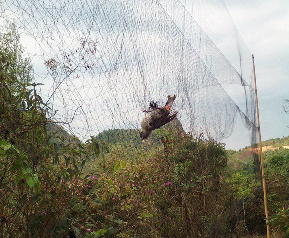 Lưới tàn hình lưới bẫy chim đêm 7 phân cao 8m dài 50m sợi 2.0 loại 4 dây 3 túi bẫy re giun cò quốc hoa mắt đỏ mắt xéo chằng nghịch tu hú