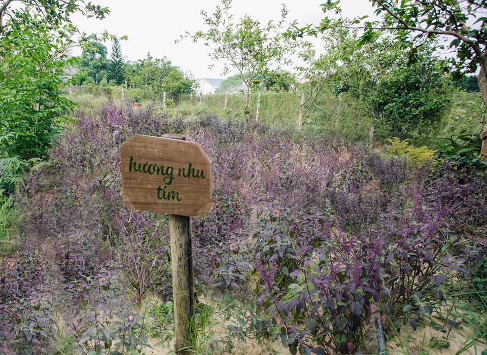 Bột rau má nguyên chất Mẹ Ken 100 gr