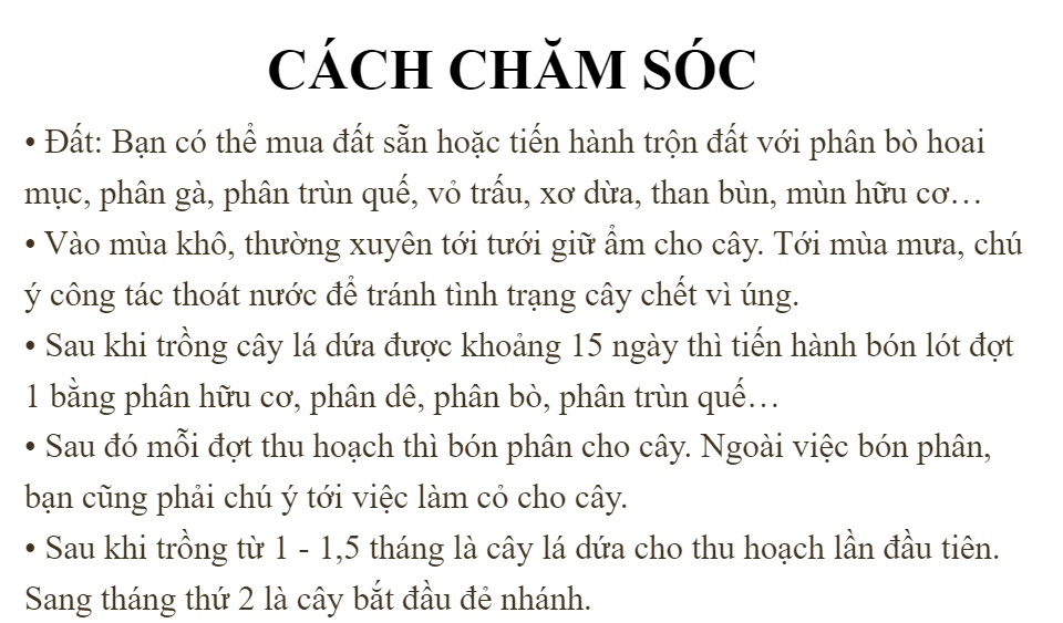 Cây Lá Dứa ( Lá Nếp) - Chậu Rau