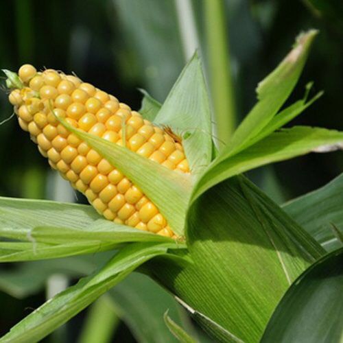 T6 BẮP MỸ TRÁI TƯƠI (chính góc miền tây)