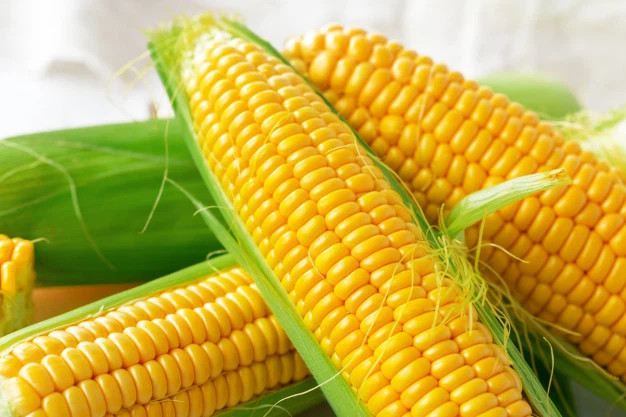 COMBO 10 BẮP MỸ TƯƠI NGON NGỌT TRÁI BẮP TO ĐỀU - HCM GIAO HÀNG NHANH