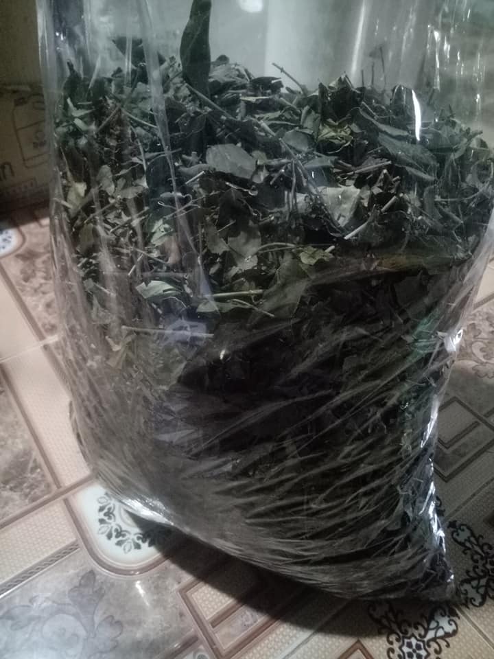 Lá chè vằng phơi khô Chè Vằng Sẻ Quảng Trị Chè vằng giảm cân