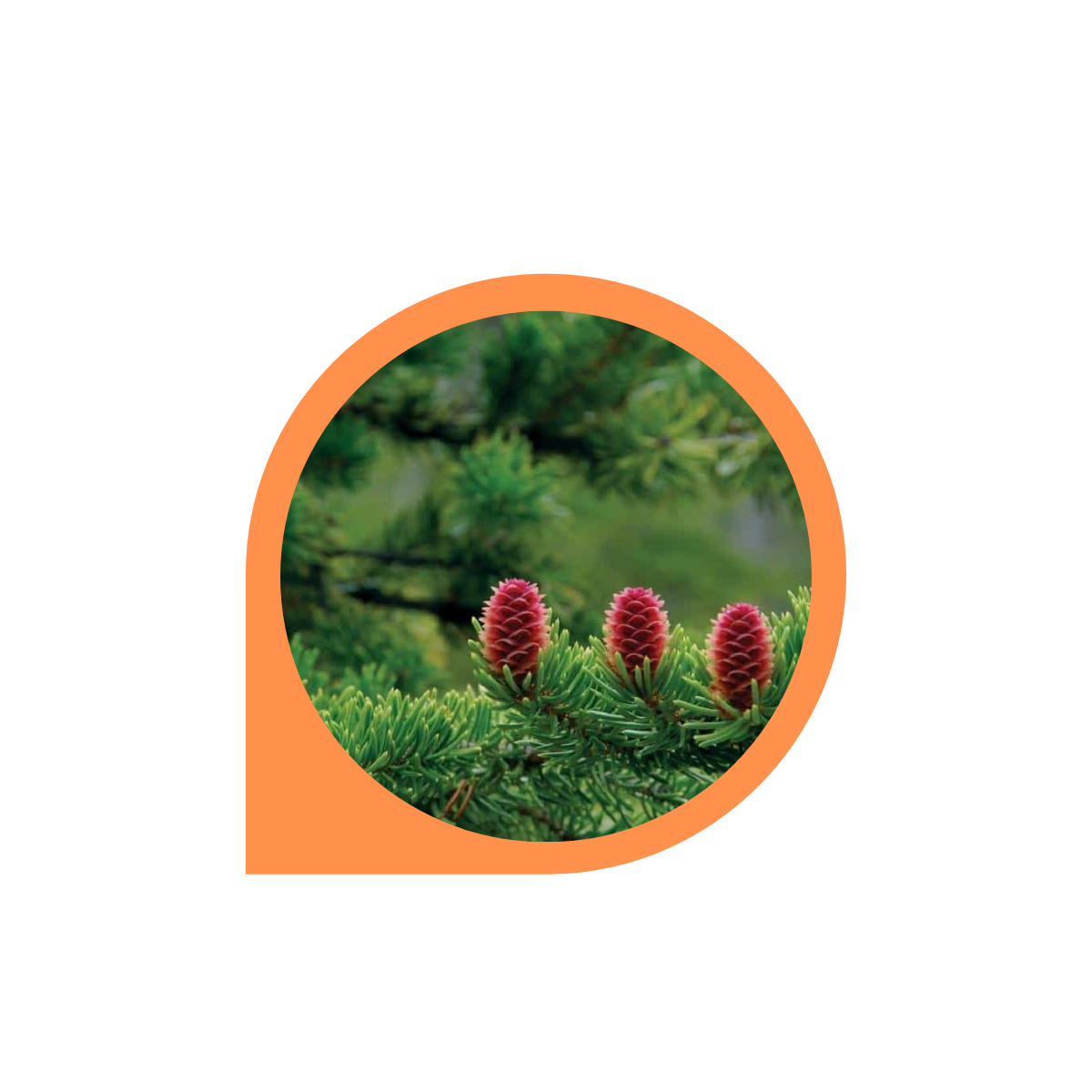 Combo 10 chai Kem tan mỡ bụng, Gel tan mỡ bụng Quế Olic - 4 Girls