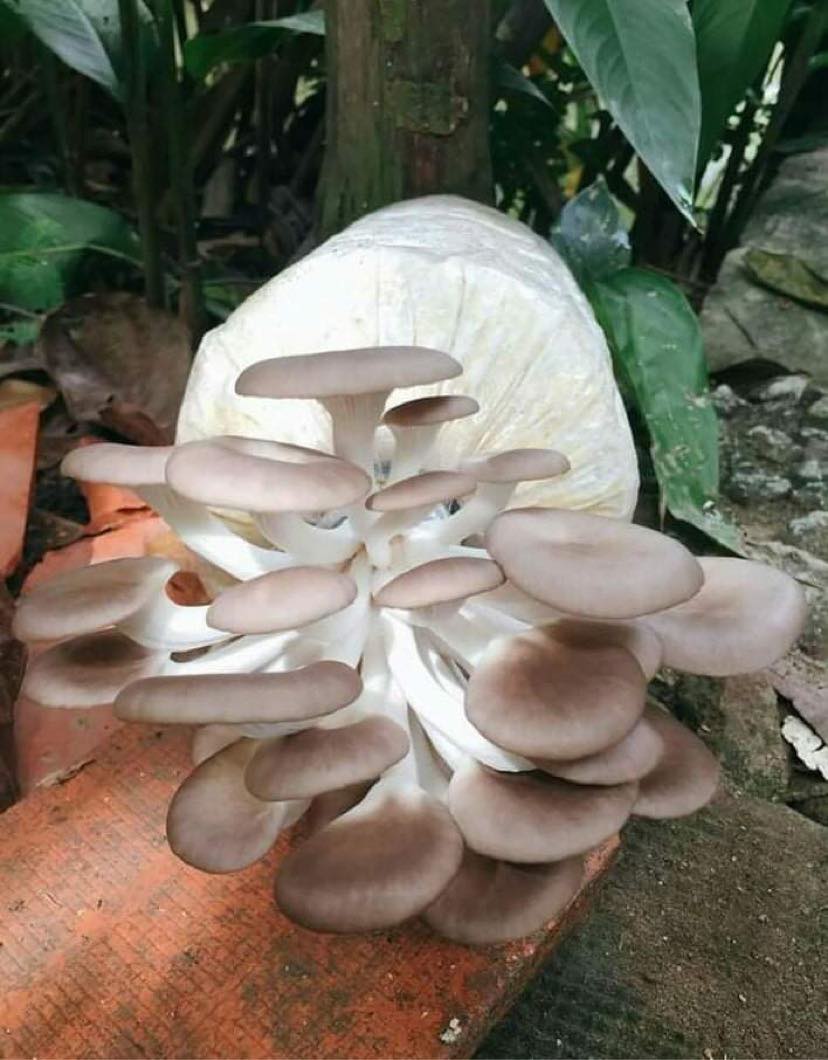 phôi nấm bào ngư xám đã ủ kín tơ (mua 10 tặng 1)