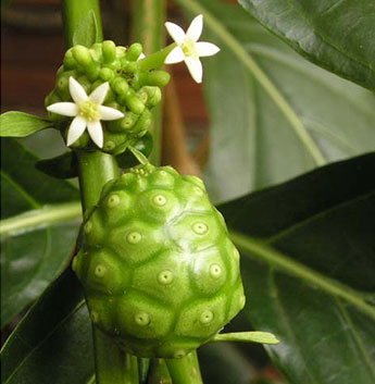 HAWAIIAN NONI UNICITY