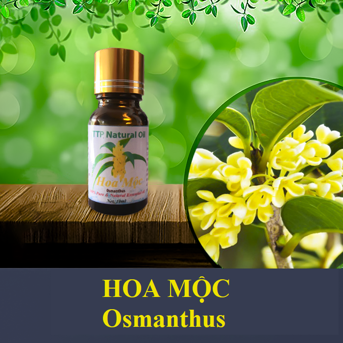 Tinh dầu Hoa Mộc Osmanthus - 10ml