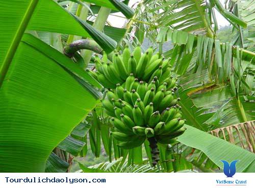 Chuối Hột Rừng Thái Lát 500g