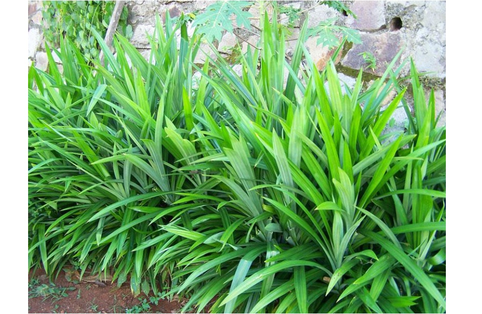 Cây Lá Dứa ( Lá Nếp) - Chậu Rau