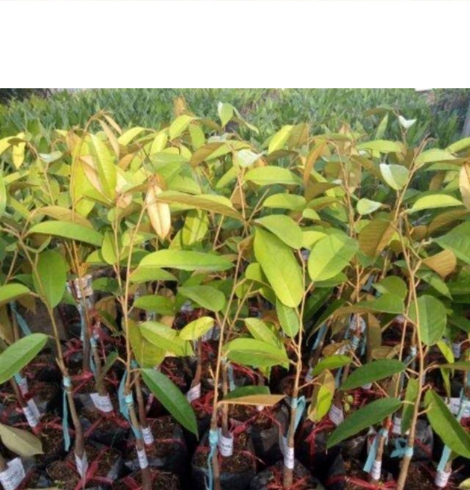 FREESHIP MAX -Cây giống sầu riêng mini thái lan (18 tháng cho trái) (được kiểm tra hàng )