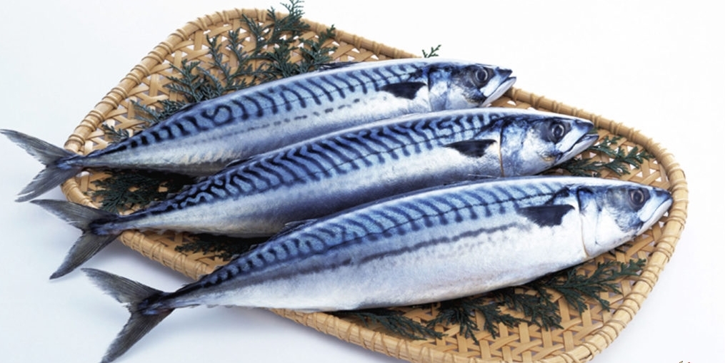 Cá nục Nhật / cá saba Nhật - Đóng hút chân không (1kg ) Làm món cá kho cực bắt cơm