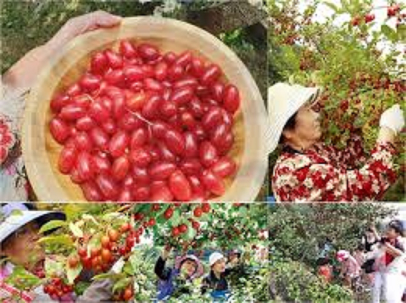 Cây nhót ngọt siêu trái mỹ