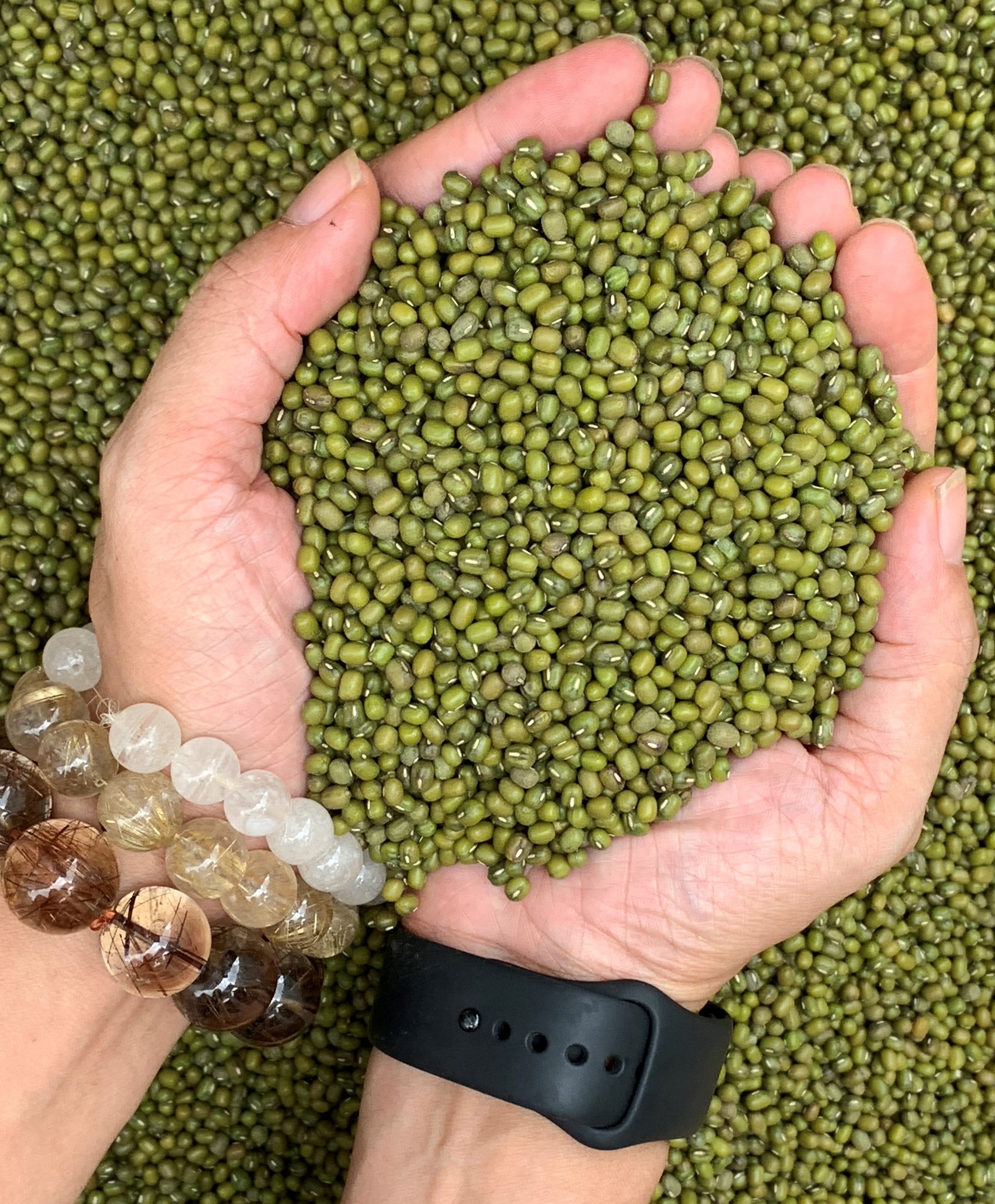 Orsafarm Đậu xanh Tây Nguyên làm giá đỗ 500gram, 800gram, 1kg, 5kg – Đậu xanh có tác dụng gì? đậu xanh có tốt cho người tiểu đường? Đậu xanh có mát không?
