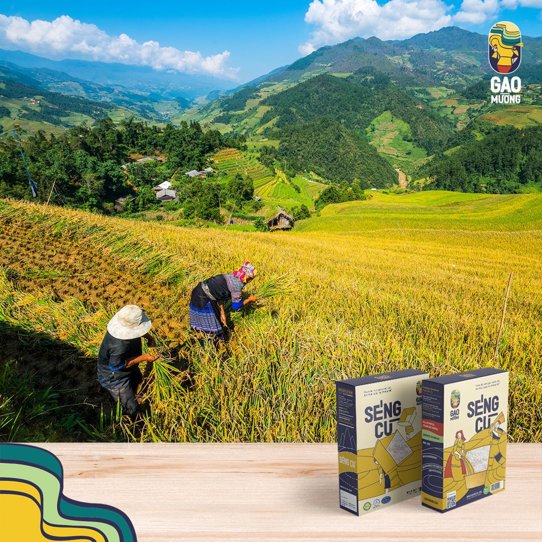 Gạo lứt Bách vị hỗ trợ ăn kiêng giảm cân đóng gói túi hút chân không 1kg mix 3 loại lứt st25/lứt Huyết rồng/lứt đen