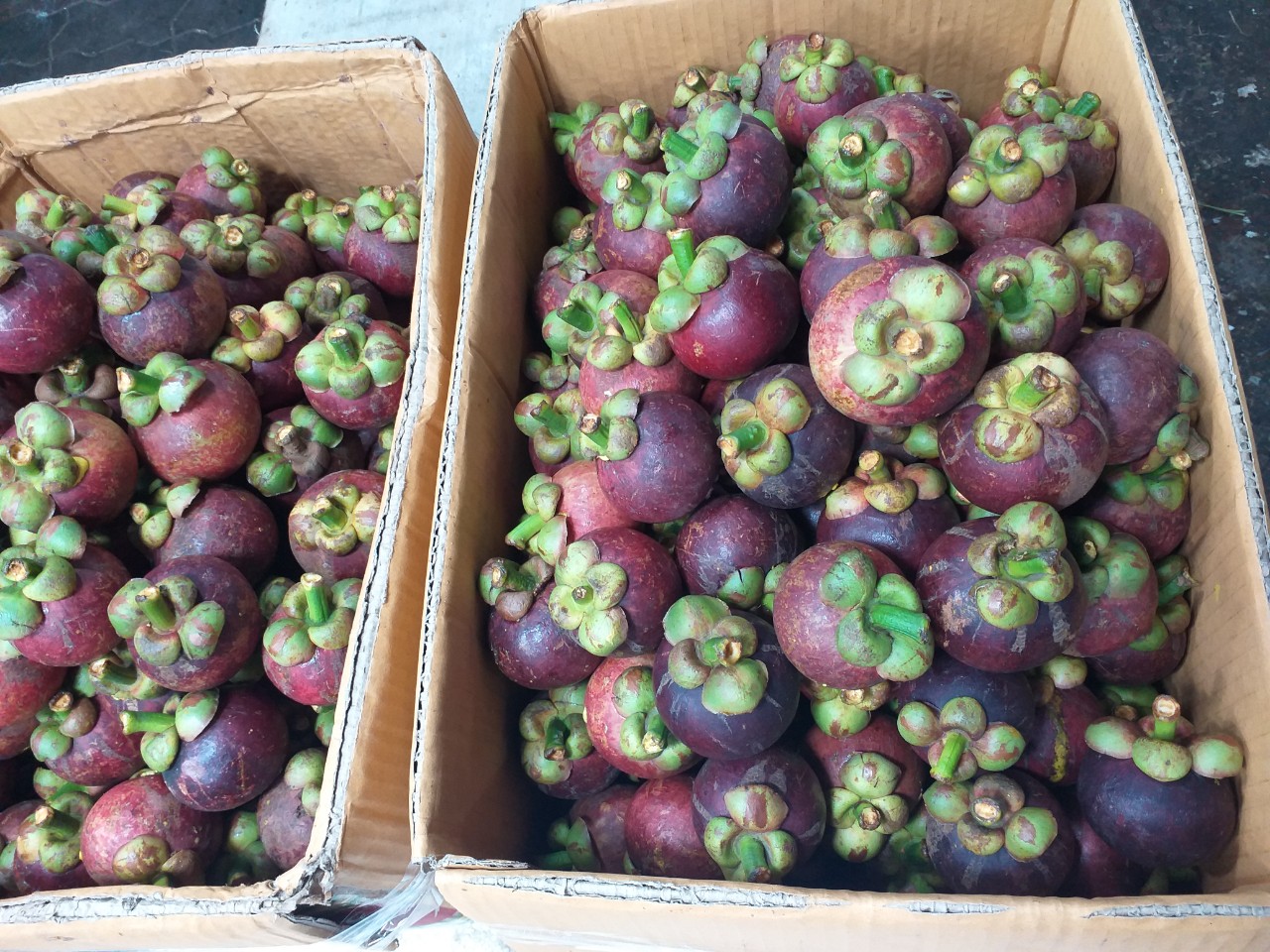 MĂNG CỤT ĐẦU MÙA