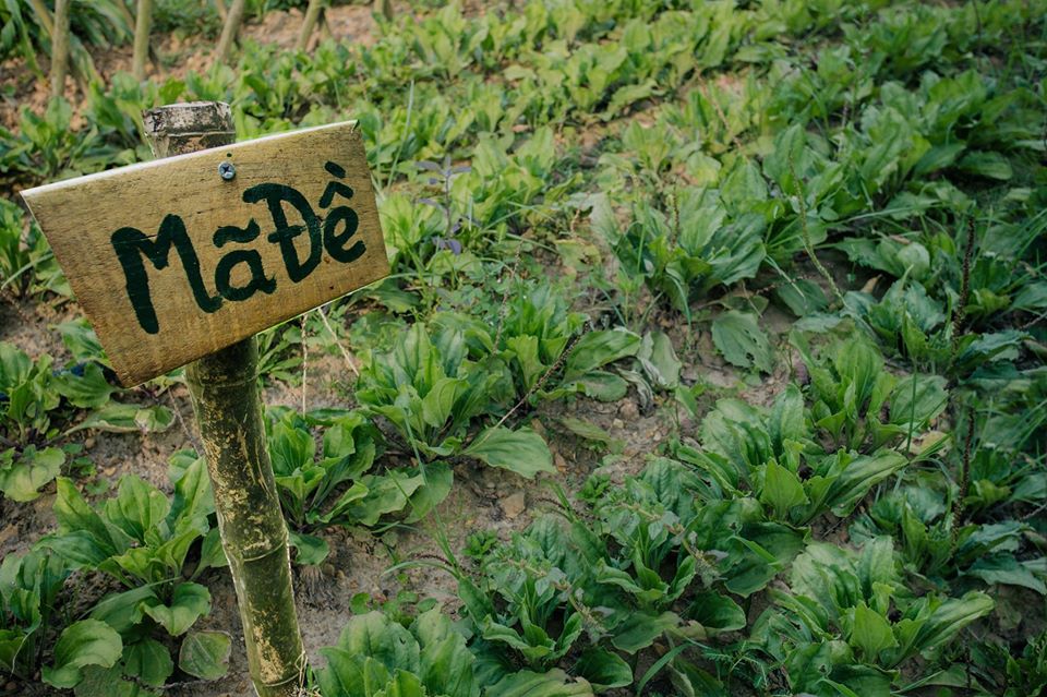 Bột rau má nguyên chất Mẹ Ken 100 gr