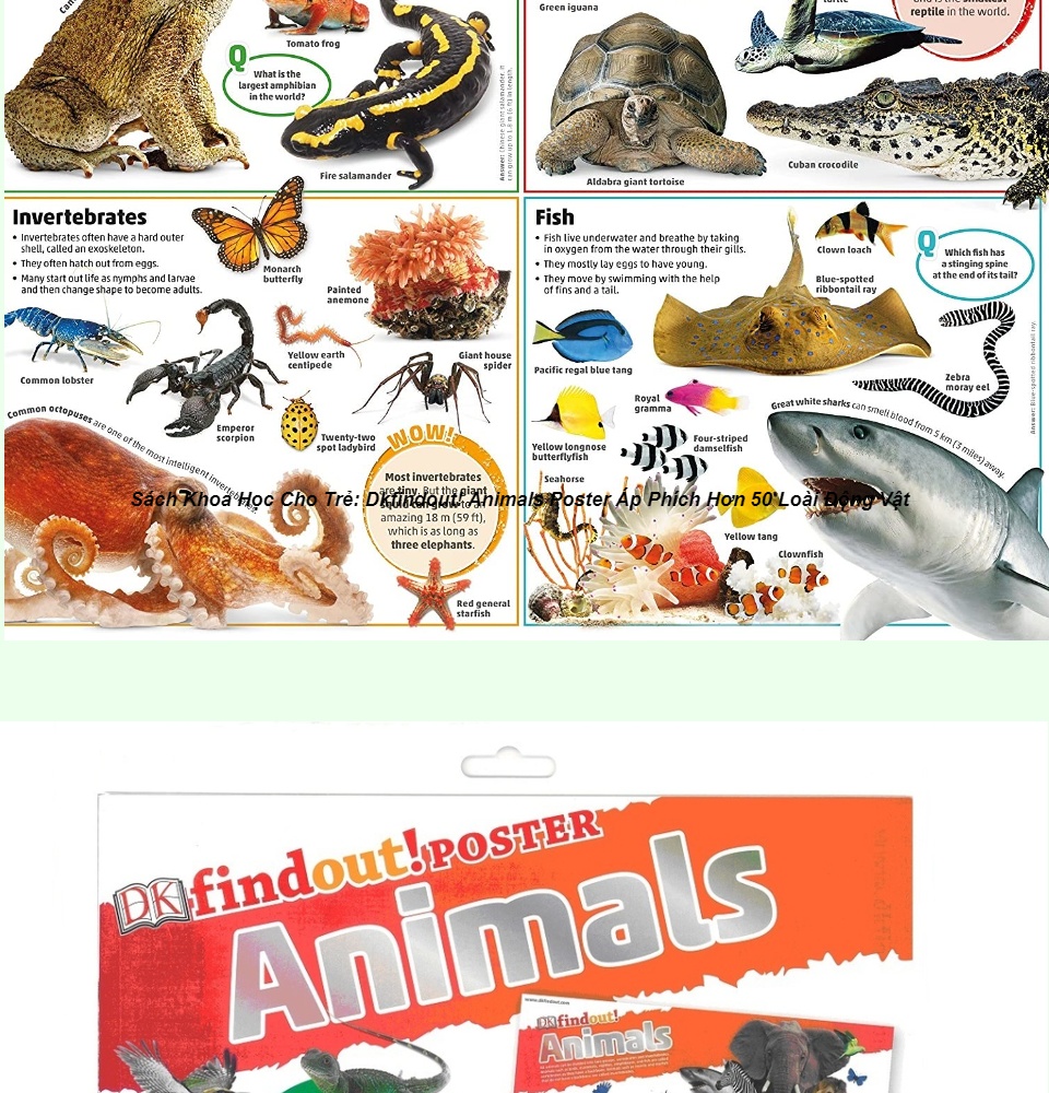 Sách Dkfindout! Animals Poster, Áp Phích Hơn 50 Loài Động Vật - Nhà Sách Á  Châu Books 