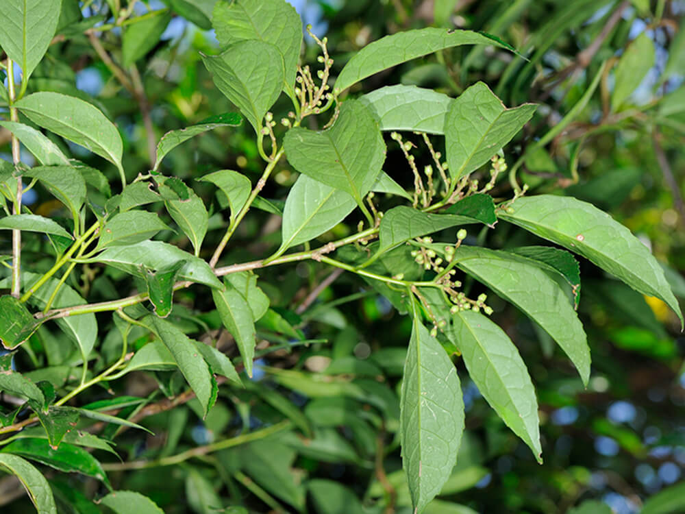 Cao Lá Đung ( Cao Chè Dung)