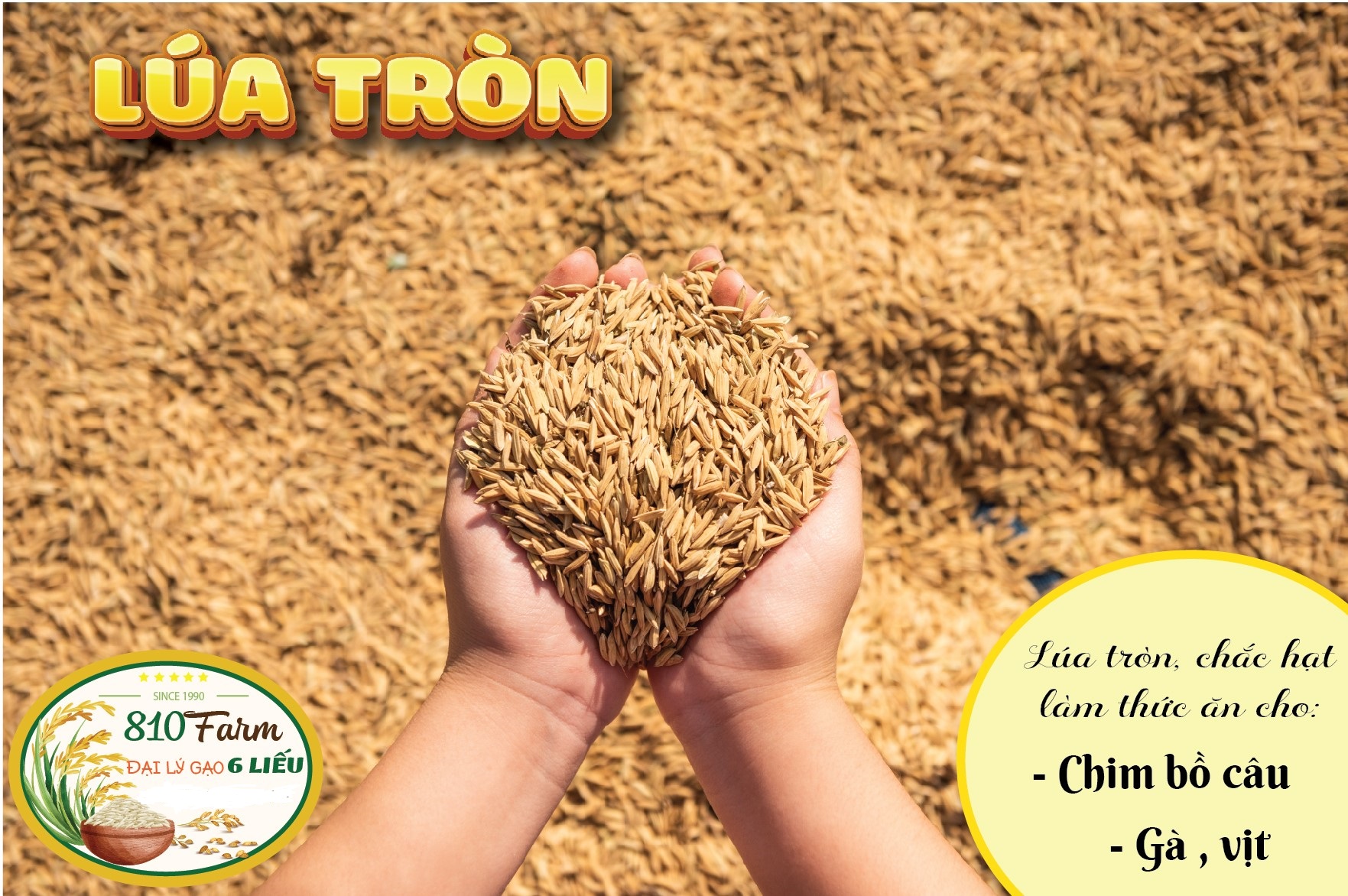 LÚA  THÓC TRÒN CHO CHIM BỒ CÂU / GÀ ĂN 1KG