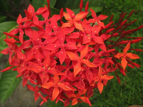 Bông Trang Lá Nhỏ ( Mẫu Đơn) - Chậu Hoa
