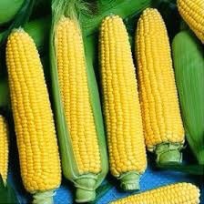 T6 BẮP MỸ TRÁI TƯƠI (chính góc miền tây)