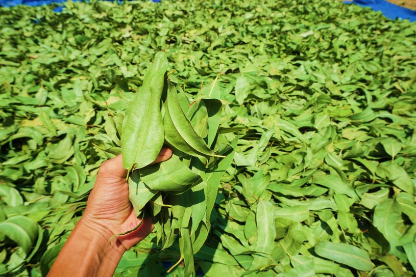 Tinh dầu màng tang Ecolife