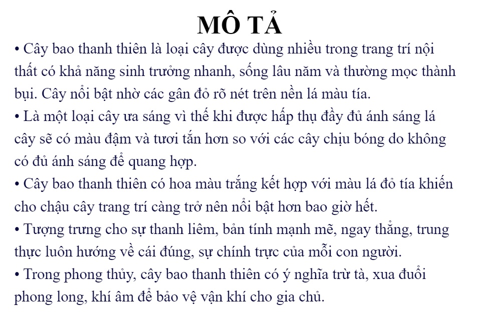 Bao Thanh Thiên - Chậu Phong Thủy